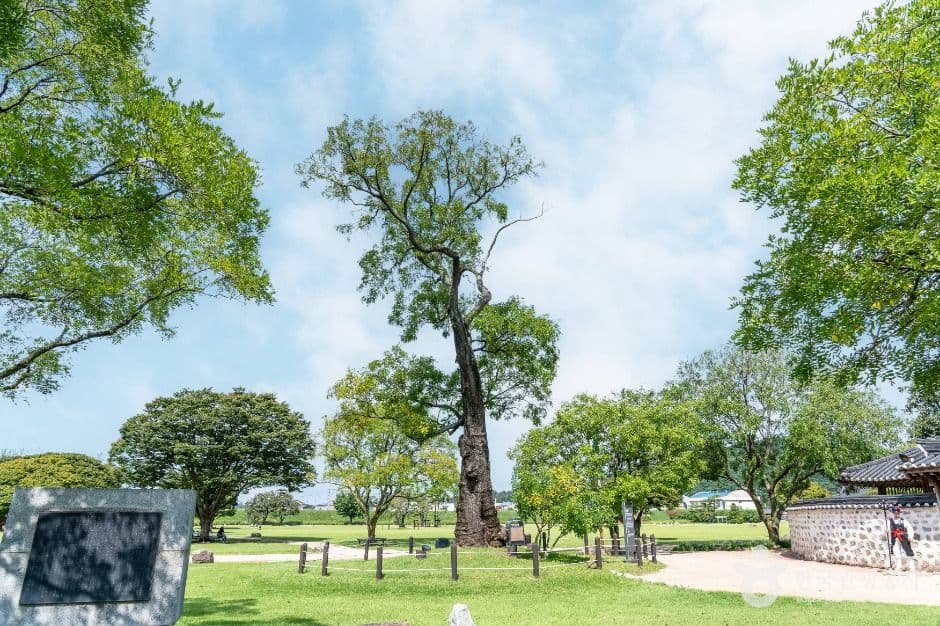 회화나무